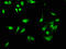 Nuclear nucleic acid-binding protein C1D antibody, LS-B12252, Lifespan Biosciences, Immunofluorescence image 