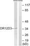 Olfactory Receptor Family 12 Subfamily D Member 3 antibody, GTX87896, GeneTex, Western Blot image 