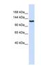 Immunoglobulin Superfamily Member 1 antibody, NBP1-59245, Novus Biologicals, Western Blot image 