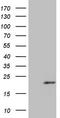 Zinc Finger Protein 69 antibody, LS-C794463, Lifespan Biosciences, Western Blot image 
