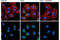 Mechanistic Target Of Rapamycin Kinase antibody, 5536T, Cell Signaling Technology, Immunofluorescence image 
