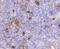 Insulin Like Growth Factor 2 Receptor antibody, 13-857, ProSci, Immunohistochemistry frozen image 