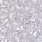 Ankyrin Repeat Domain 65 antibody, HPA065720, Atlas Antibodies, Immunohistochemistry frozen image 