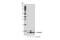 Amyloid Beta Precursor Protein antibody, 15126S, Cell Signaling Technology, Western Blot image 