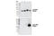 Mitogen-Activated Protein Kinase 13 antibody, 2308P, Cell Signaling Technology, Western Blot image 