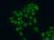 Minichromosome Maintenance Complex Component 5 antibody, 11703-1-AP, Proteintech Group, Immunofluorescence image 