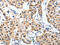 P2Y purinoceptor 6 antibody, CSB-PA576070, Cusabio, Immunohistochemistry paraffin image 