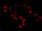 Histone H2B type 1-B antibody, LS-C670398, Lifespan Biosciences, Immunofluorescence image 