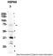 GRP-75 antibody, TA329128, Origene, Western Blot image 