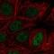 MYC Associated Zinc Finger Protein antibody, NBP2-56933, Novus Biologicals, Immunocytochemistry image 
