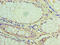 Lysosomal acid lipase/cholesteryl ester hydrolase antibody, LS-C317785, Lifespan Biosciences, Immunohistochemistry paraffin image 