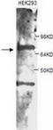 Protein III antibody, TA310040, Origene, Western Blot image 