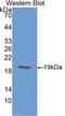 Indian Hedgehog Signaling Molecule antibody, LS-C300870, Lifespan Biosciences, Western Blot image 