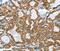 Keratin 40 antibody, MBS2523806, MyBioSource, Immunohistochemistry paraffin image 