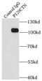 Catenin Delta 1 antibody, FNab06059, FineTest, Immunoprecipitation image 