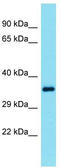 Ephrin B3 antibody, TA343334, Origene, Western Blot image 
