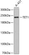 Tet Methylcytosine Dioxygenase 1 antibody, GTX64332, GeneTex, Western Blot image 