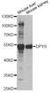 Dihydropyrimidinase antibody, A6368, ABclonal Technology, Western Blot image 