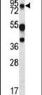 Mucin 20, Cell Surface Associated antibody, PA5-14973, Invitrogen Antibodies, Western Blot image 
