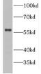 Ganglioside Induced Differentiation Associated Protein 2 antibody, FNab03400, FineTest, Western Blot image 