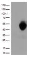 PD-L1 antibody, TA812996, Origene, Western Blot image 