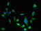 Esterase D antibody, orb23889, Biorbyt, Immunocytochemistry image 