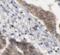 LOR antibody, FNab04822, FineTest, Immunohistochemistry frozen image 