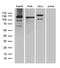 Ubiquitin-like modifier-activating enzyme 7 antibody, LS-C796141, Lifespan Biosciences, Western Blot image 