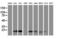 Migration And Invasion Enhancer 1 antibody, LS-C788594, Lifespan Biosciences, Western Blot image 