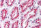 Retinoic Acid Induced 2 antibody, MBS241078, MyBioSource, Immunohistochemistry frozen image 
