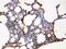 Aquaporin 5 antibody, PA5-78814, Invitrogen Antibodies, Immunohistochemistry frozen image 
