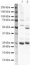 Peroxiredoxin 6 antibody, PA5-19839, Invitrogen Antibodies, Western Blot image 