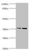 Complement Factor H Related 2 antibody, A58538-100, Epigentek, Western Blot image 