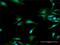 2'-5'-Oligoadenylate Synthetase 1 antibody, H00004938-D03P, Novus Biologicals, Immunofluorescence image 