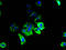 Single-Pass Membrane Protein With Coiled-Coil Domains 3 antibody, A62166-100, Epigentek, Immunofluorescence image 
