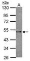 Endothelin Receptor Type A antibody, PA5-30589, Invitrogen Antibodies, Western Blot image 