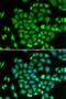 Aldo-Keto Reductase Family 7 Member A2 antibody, LS-C331369, Lifespan Biosciences, Immunofluorescence image 