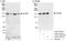 TBC1 Domain Family Member 4 antibody, A303-728A, Bethyl Labs, Western Blot image 