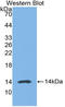 HMGN1 antibody, LS-C294509, Lifespan Biosciences, Western Blot image 