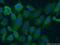 Plastin-2 antibody, 55208-1-AP, Proteintech Group, Immunofluorescence image 