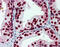 Forkhead Box A1 antibody, 51-961, ProSci, Immunohistochemistry frozen image 