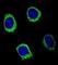 Amylase Alpha 2B (Pancreatic) antibody, abx025855, Abbexa, Western Blot image 