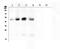 CXADR Ig-Like Cell Adhesion Molecule antibody, PA1852, Boster Biological Technology, Western Blot image 