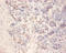 Amylin antibody, A52241-100, Epigentek, Immunohistochemistry paraffin image 