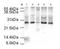 Anaphase-promoting complex subunit 10 antibody, orb86569, Biorbyt, Western Blot image 