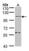 Ral Guanine Nucleotide Dissociation Stimulator Like 2 antibody, GTX105632, GeneTex, Western Blot image 