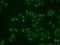 TATA Element Modulatory Factor 1 antibody, 19728-1-AP, Proteintech Group, Immunofluorescence image 