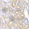 Pancreatic Lipase antibody, A6396, ABclonal Technology, Immunohistochemistry paraffin image 