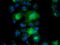 Pyrroline-5-Carboxylate Reductase 3 antibody, TA502035, Origene, Immunofluorescence image 