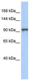 Spindle And Centriole Associated Protein 1 antibody, TA340364, Origene, Western Blot image 